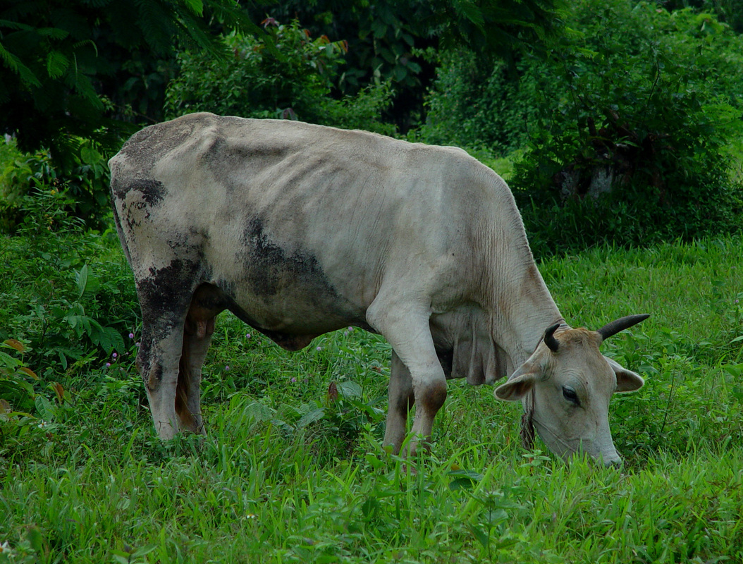 Return To Cows Gallery - Zebu , HD Wallpaper & Backgrounds