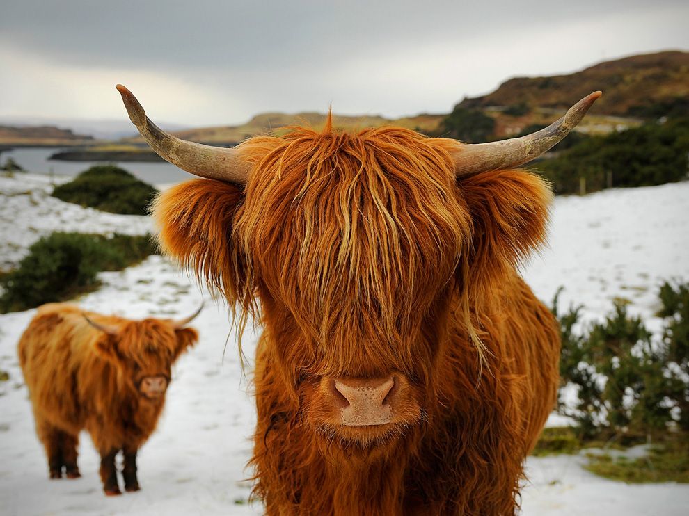 We Love Highland Cows - Highland Cow , HD Wallpaper & Backgrounds