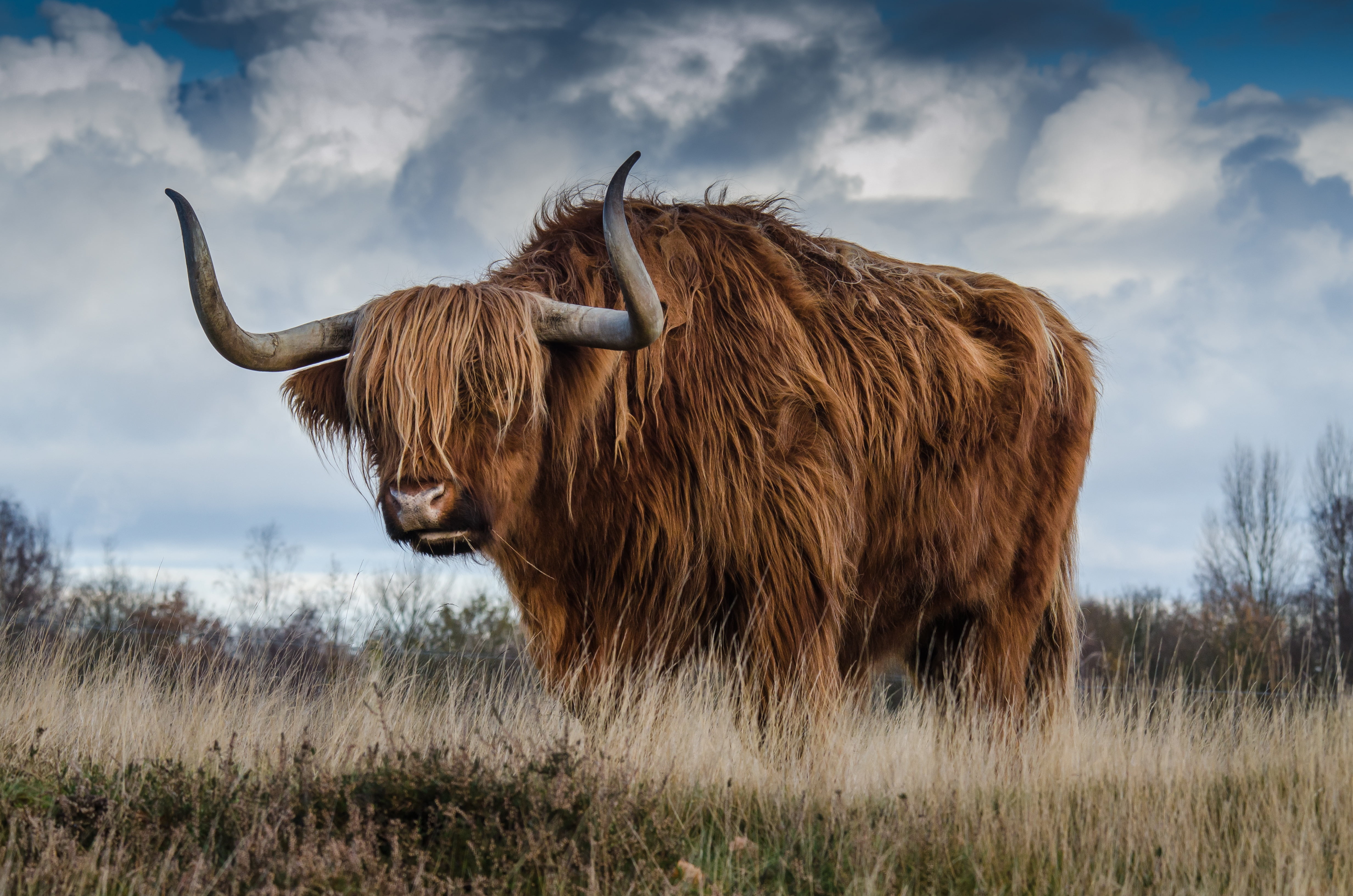 Highland Cattle Standing On Grass Field Hd Wallpaper - Hairy Bull , HD Wallpaper & Backgrounds