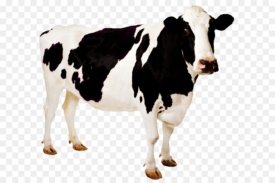 Holstein Friesian Cattle Desktop Wallpaper Cow Wallpaper - Holstein Cow Transparent , HD Wallpaper & Backgrounds