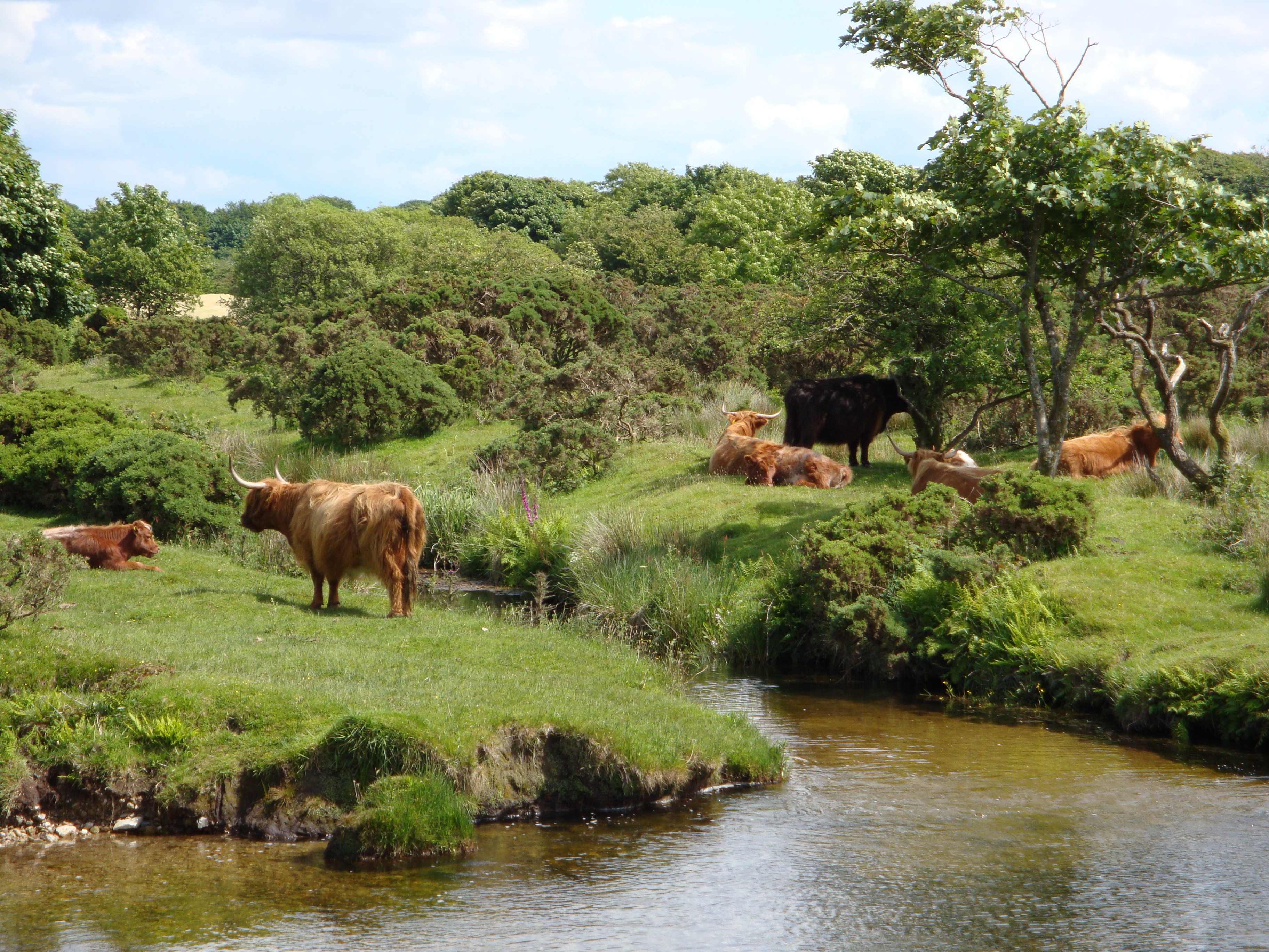 Countryside Nature Water River Highland Cows Cattle - Herd , HD Wallpaper & Backgrounds