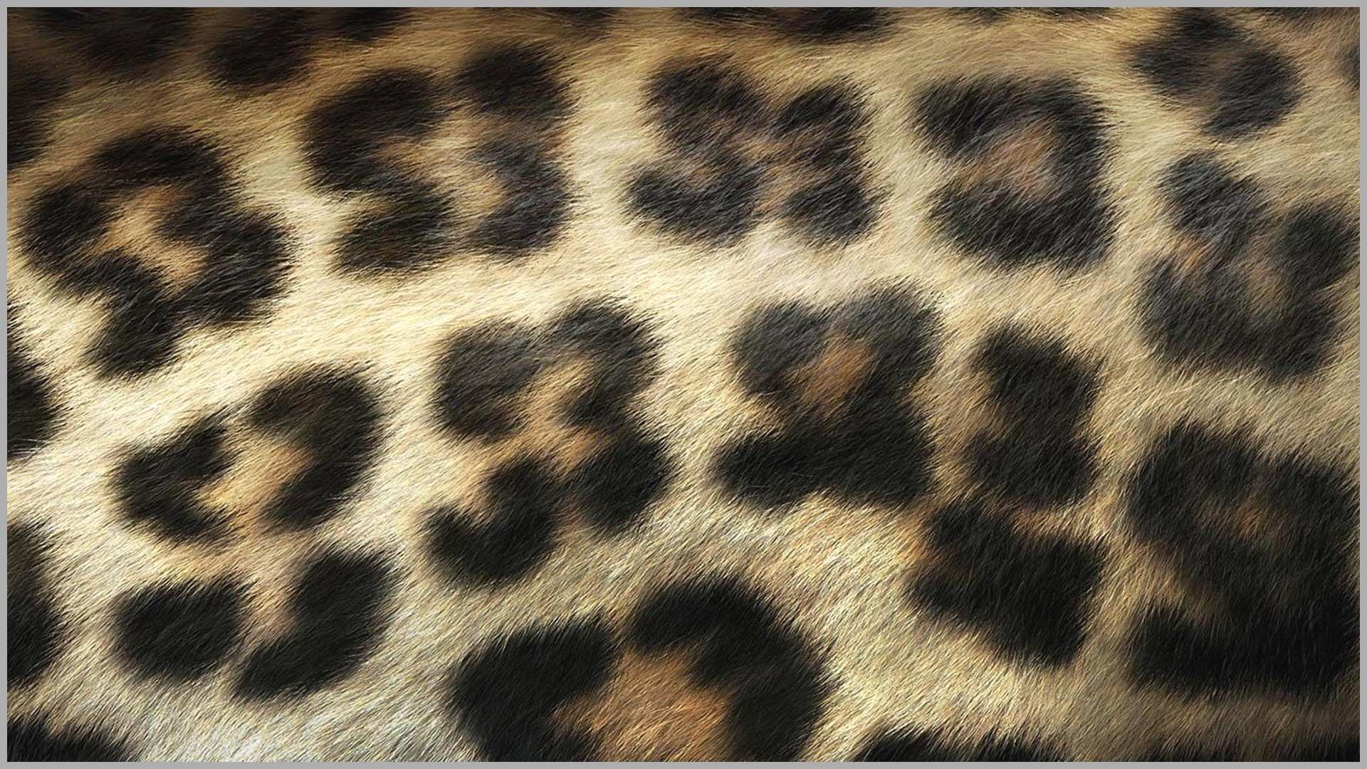 Cow Print Wallpaper Border Wonderfully Fresh Animal - Leopard Print , HD Wallpaper & Backgrounds