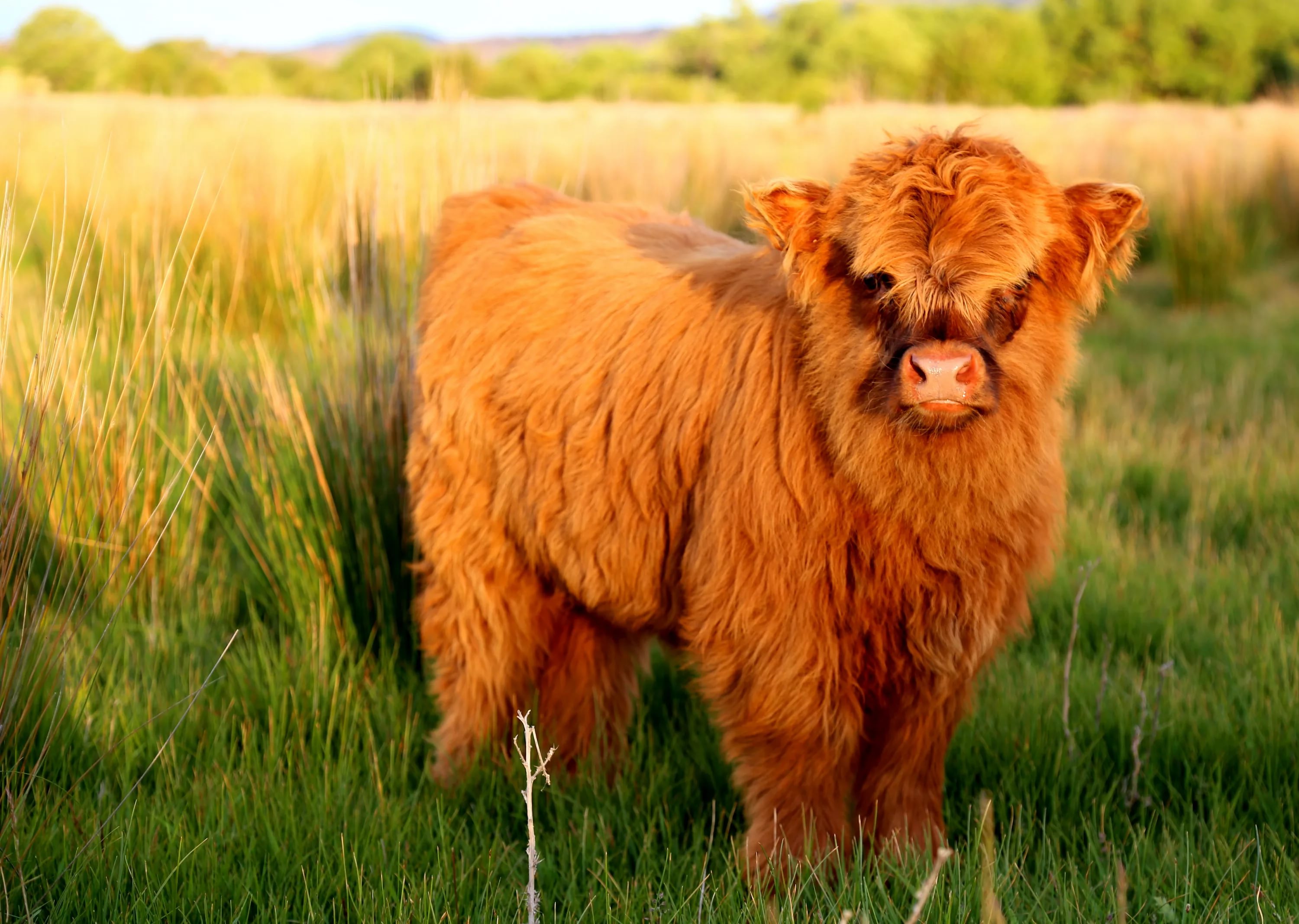 Scottish Highland Cattle (#2185178) - HD Wallpaper & Backgrounds Download