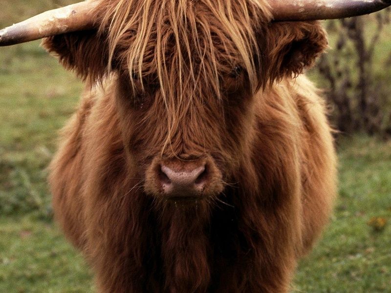 Scottish Highlands Cow Hd Wallpaper On Mobdecor Http - Cows In Medieval Times , HD Wallpaper & Backgrounds