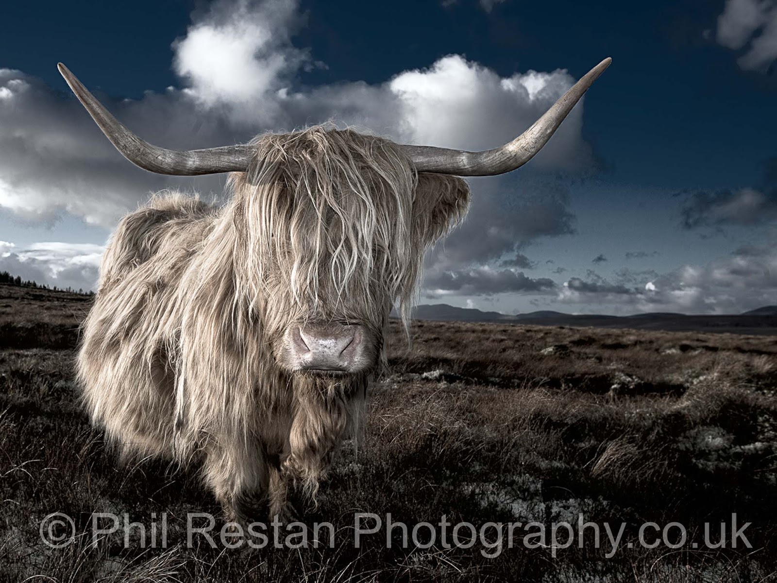 This Photo Of A Highland Cow Named Katrina Won Photo - Yak , HD Wallpaper & Backgrounds