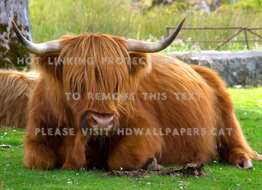 Highland Cow , HD Wallpaper & Backgrounds