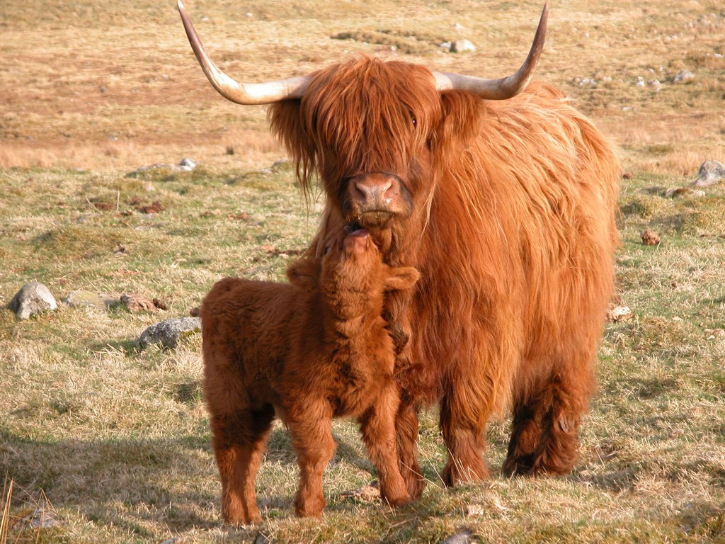 Highland Cattle On Balnafettach Farm - Scottish Highland Cattle , HD Wallpaper & Backgrounds