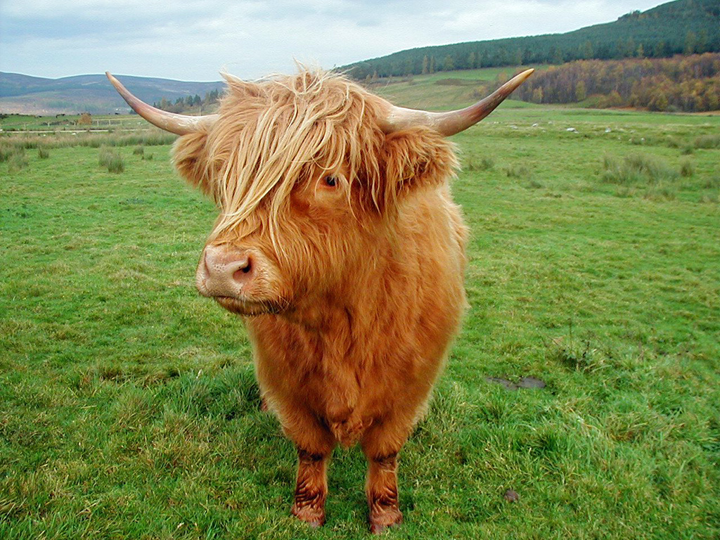 Highland Cattle - Highland Cattle Facts , HD Wallpaper & Backgrounds