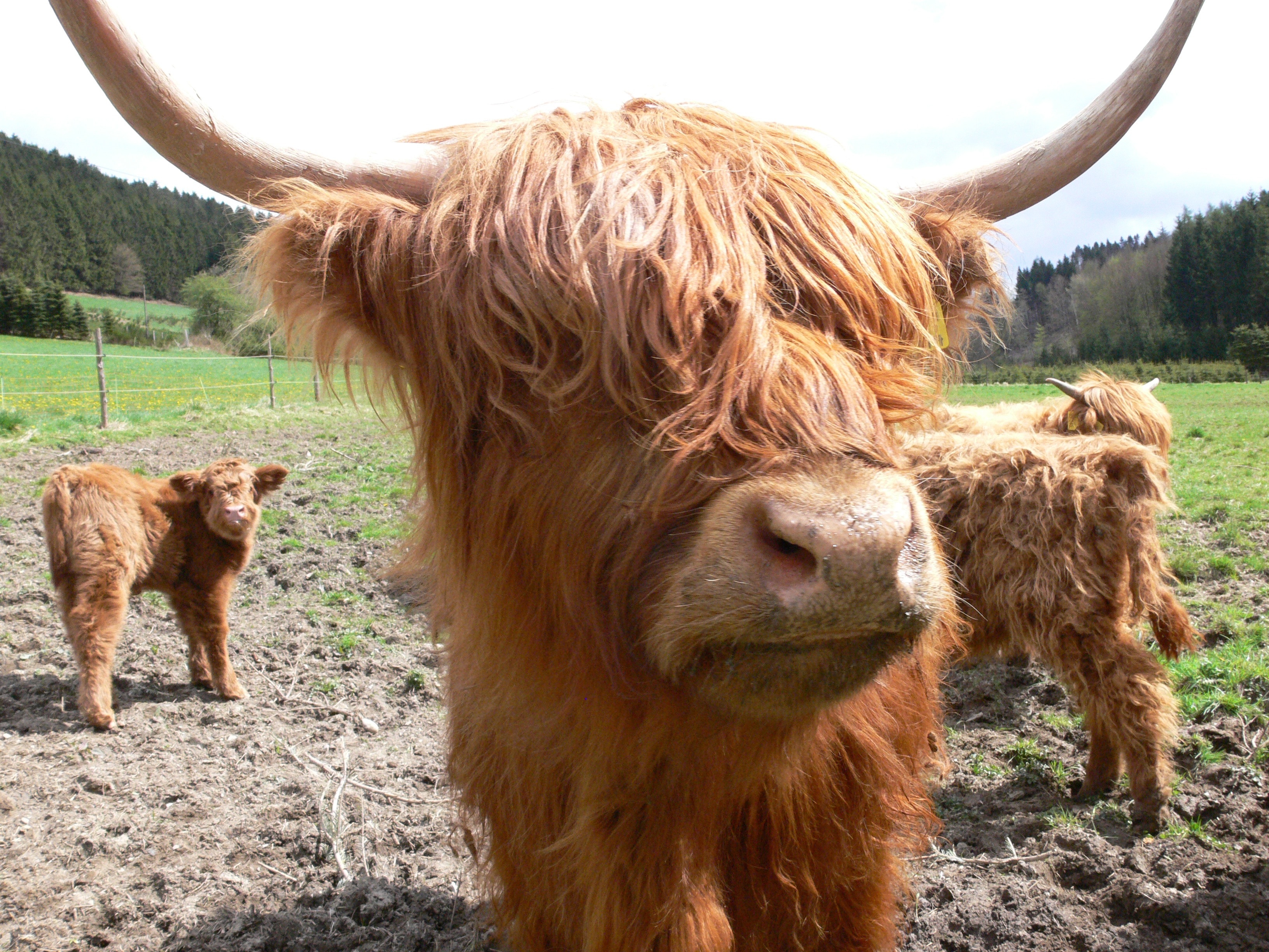 Brown Highland Cattle - Bull , HD Wallpaper & Backgrounds