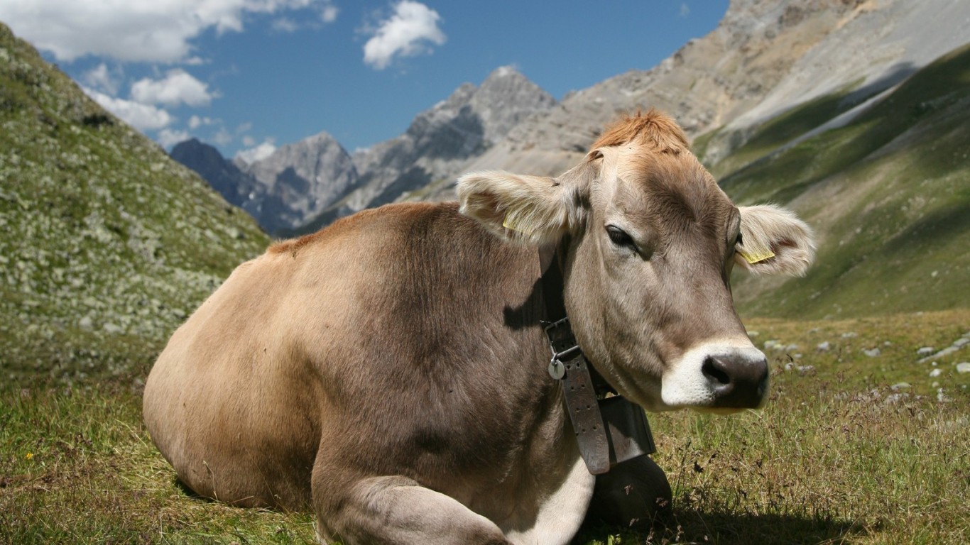 Resting Cow Grass Blue Sky Field Milk Mountain Cows - German Cows , HD Wallpaper & Backgrounds
