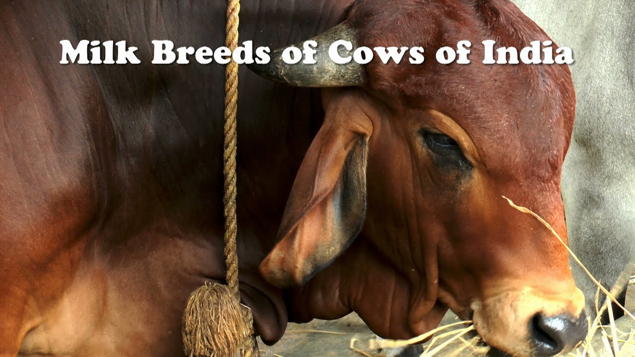 Best Milking Cow India , HD Wallpaper & Backgrounds