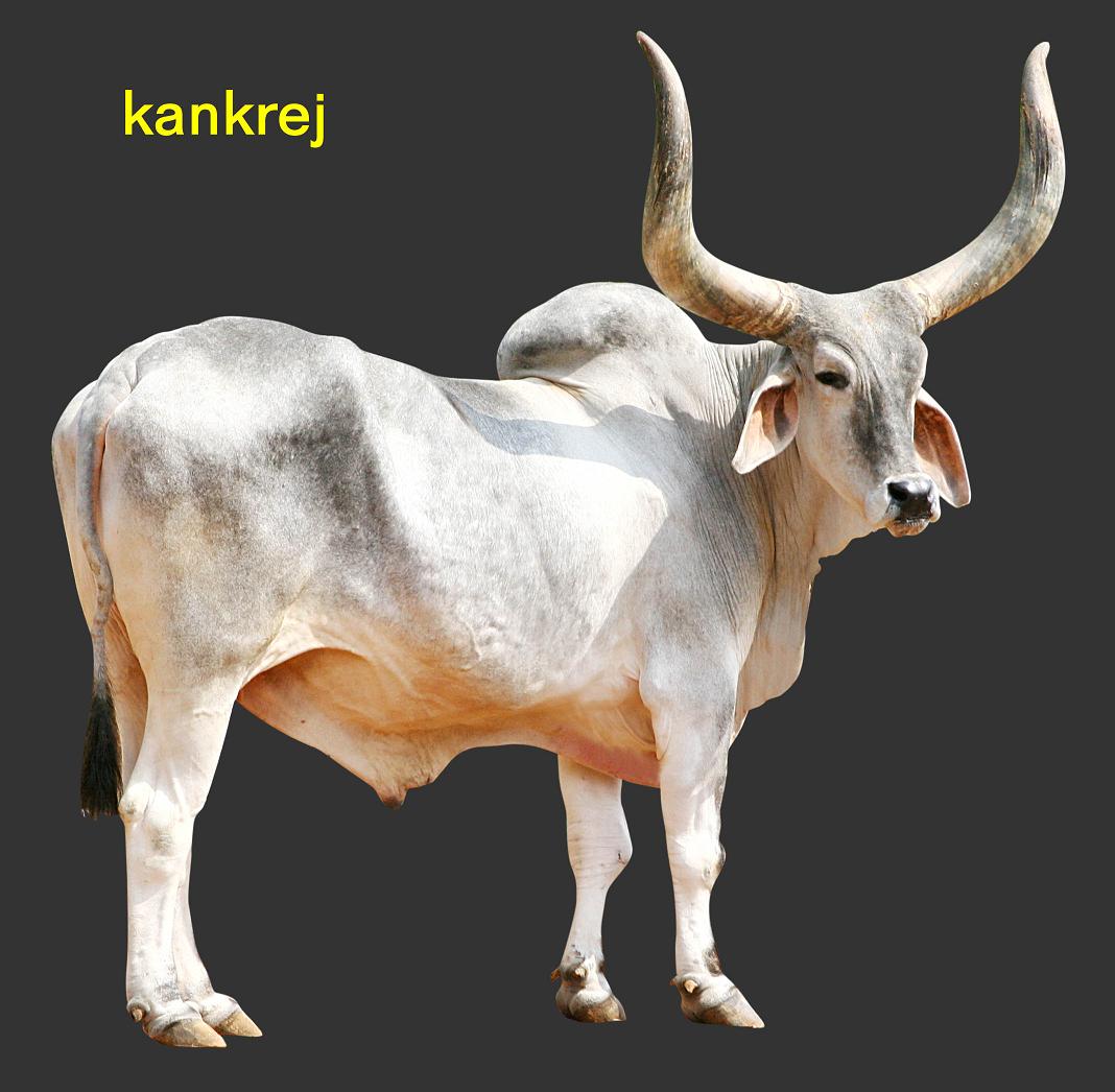 Indian Cow - Indian Cow Breed Kankrej (#2185302) - HD ...