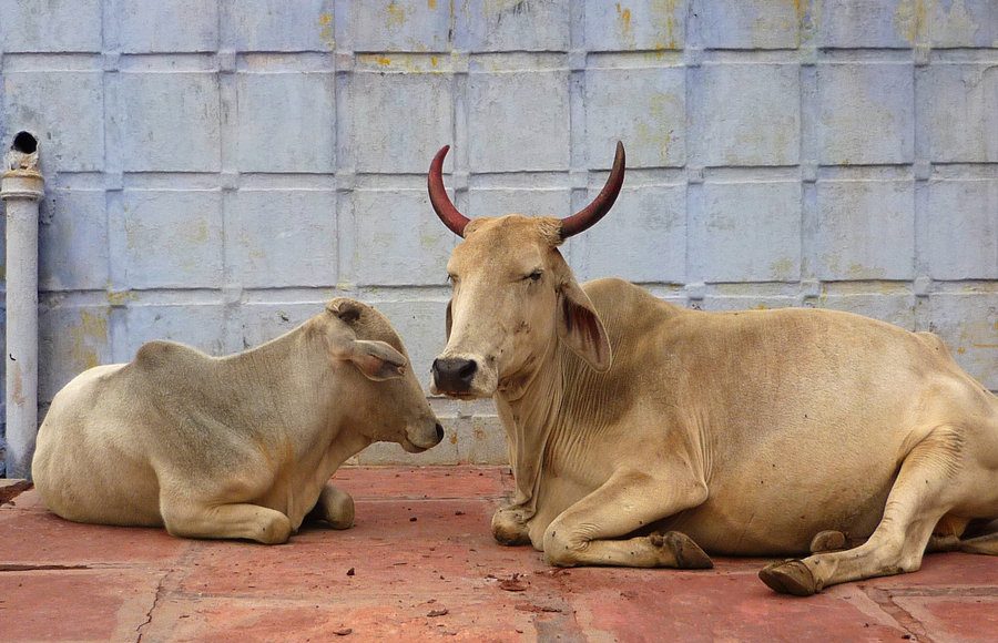 Image result for indian cow and the bull together