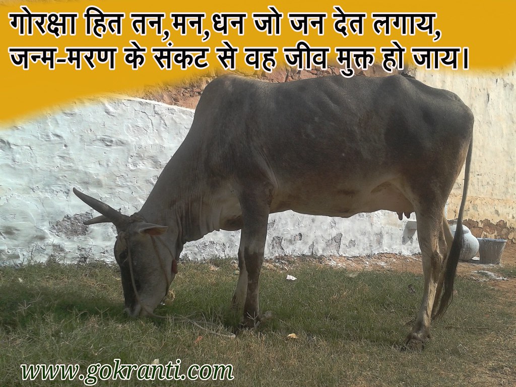 Gaumata Indian Cow Gokranti Suvichar Radhe Ravoria - Gau Mata Suvichar , HD Wallpaper & Backgrounds