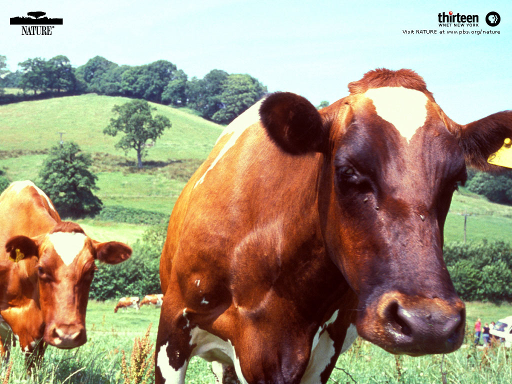 После года быка какой год будет. Год быка какие года. После быка идет. Корова у двери. Года по животным по порядку таблица.