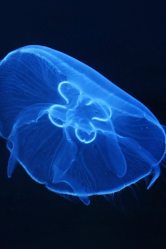 Deep Ocean Life Jellyfish Blue Dark Nature Iphone Wallpaper - Products Of A Blue Biotechnology , HD Wallpaper & Backgrounds