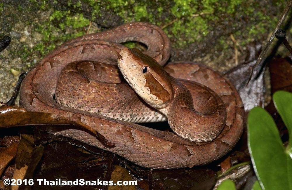 Viper The Snake Adult Pit Viper In Found In A Culvert - ธาร ทิพย์ พง ษ์ สุข , HD Wallpaper & Backgrounds