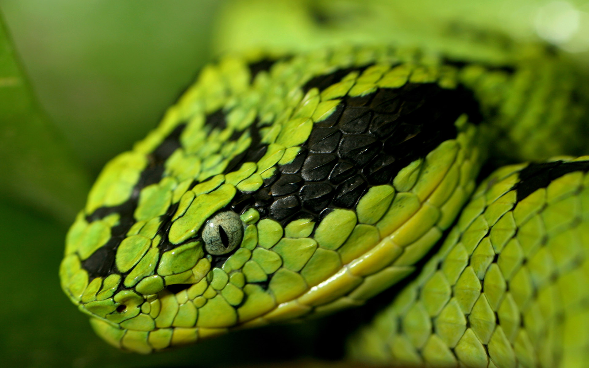 Viper Snake Backgrounds - Snake Face , HD Wallpaper & Backgrounds