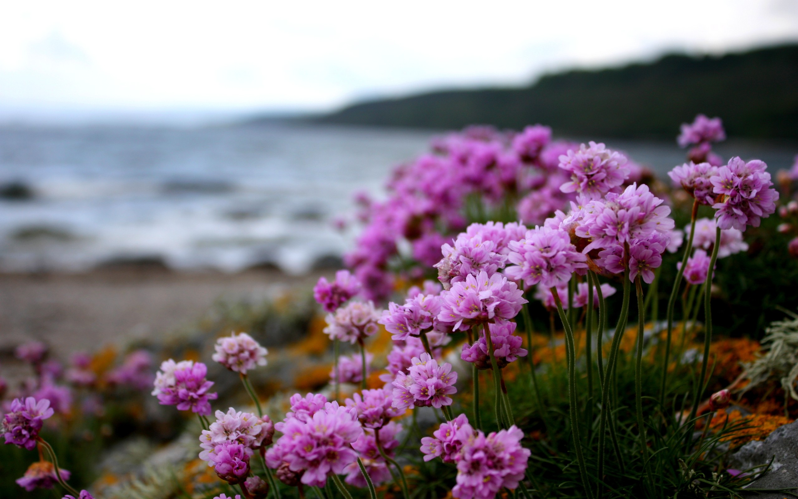 Pink Beach Flowers Blooms Blossoms Beaches Wallpaper - Dual Monitor Desktop Wallpaper Flower , HD Wallpaper & Backgrounds