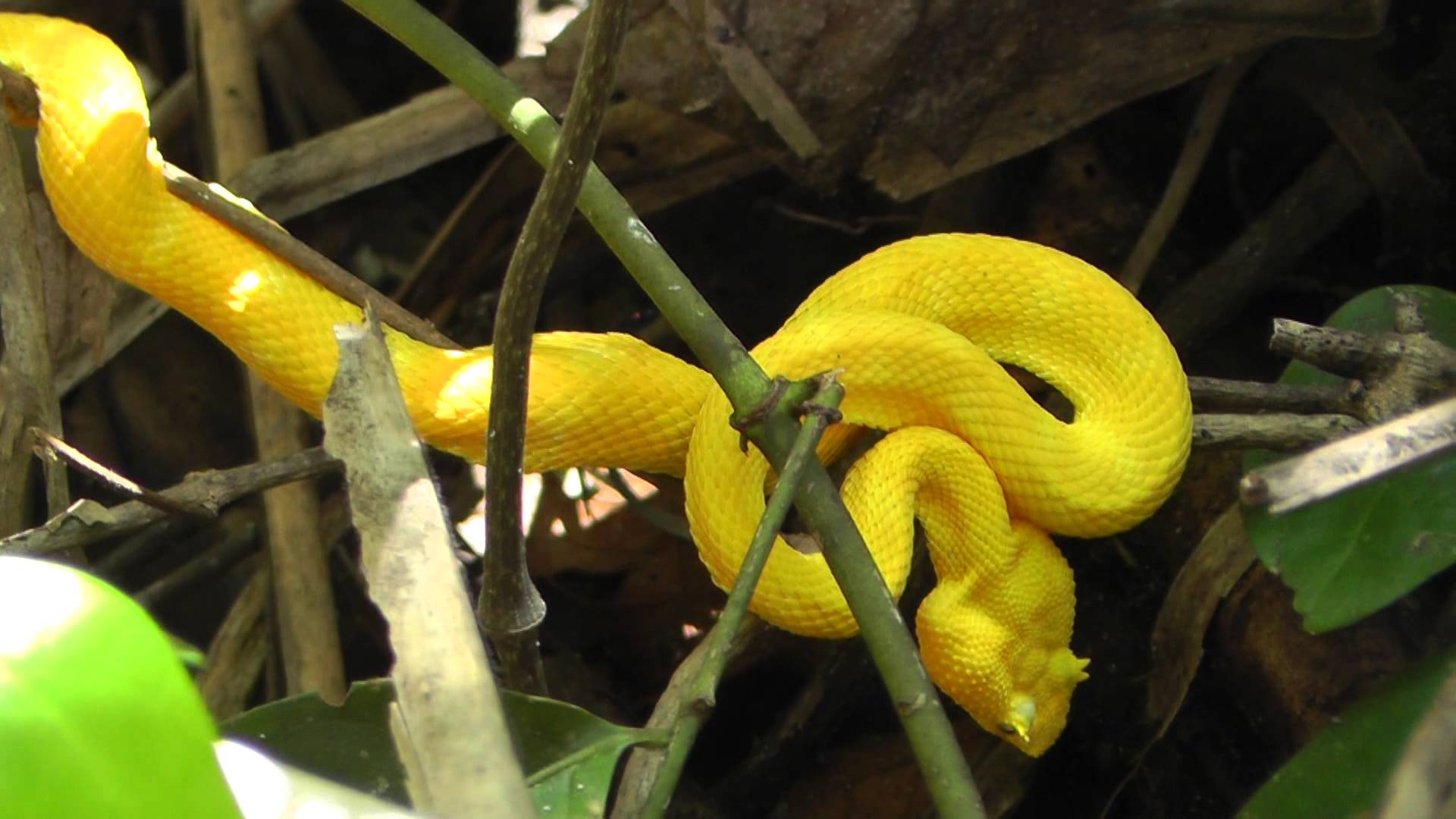 Yellow Viper Snake , HD Wallpaper & Backgrounds