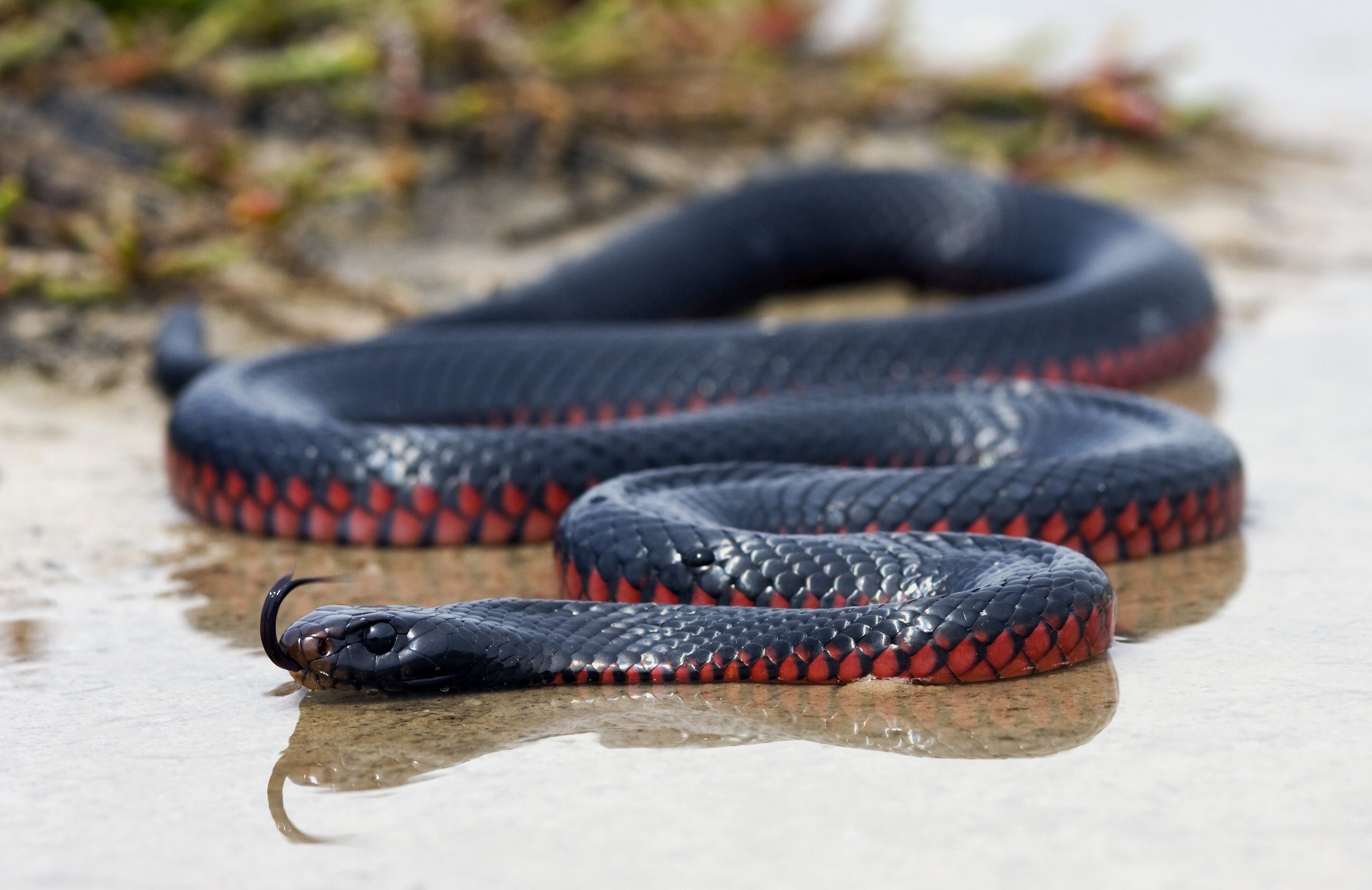 1080p Boa Snake Wallpapers, 41 1080p Boa Snake Hd Wallpapers - Red Bellied Black Snake Habitat , HD Wallpaper & Backgrounds
