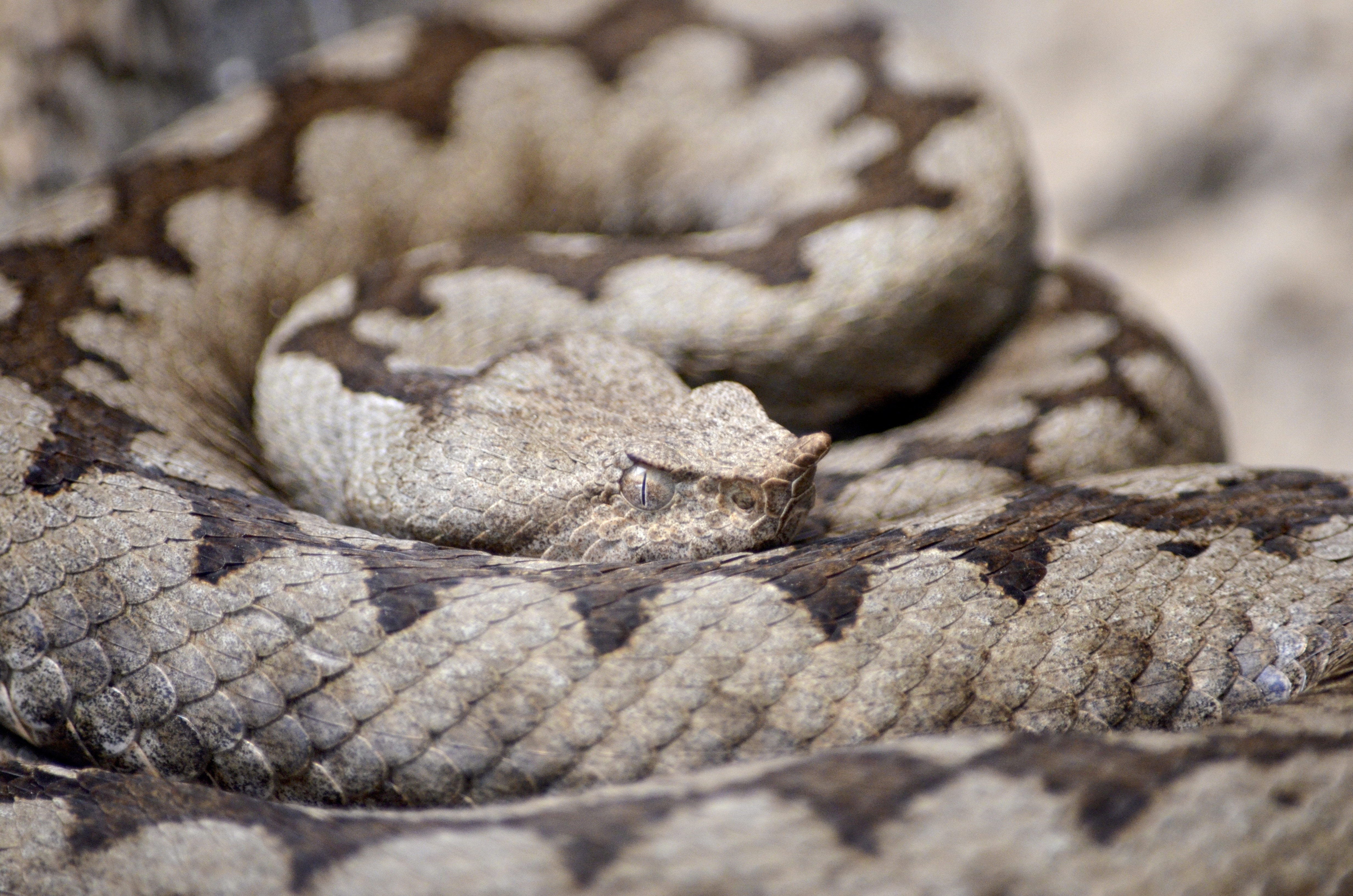 Black And Gray Viper Snake - Romania Snakes , HD Wallpaper & Backgrounds