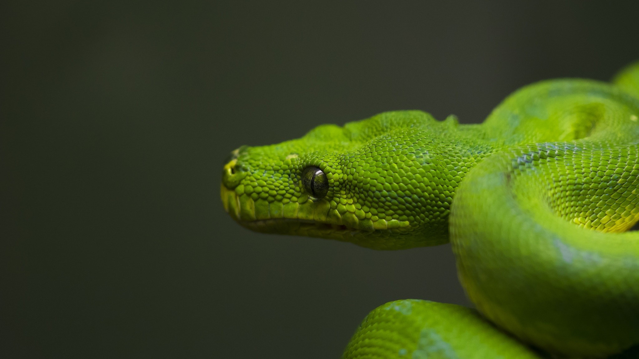 Wallpaper Green Snake - Serpent , HD Wallpaper & Backgrounds
