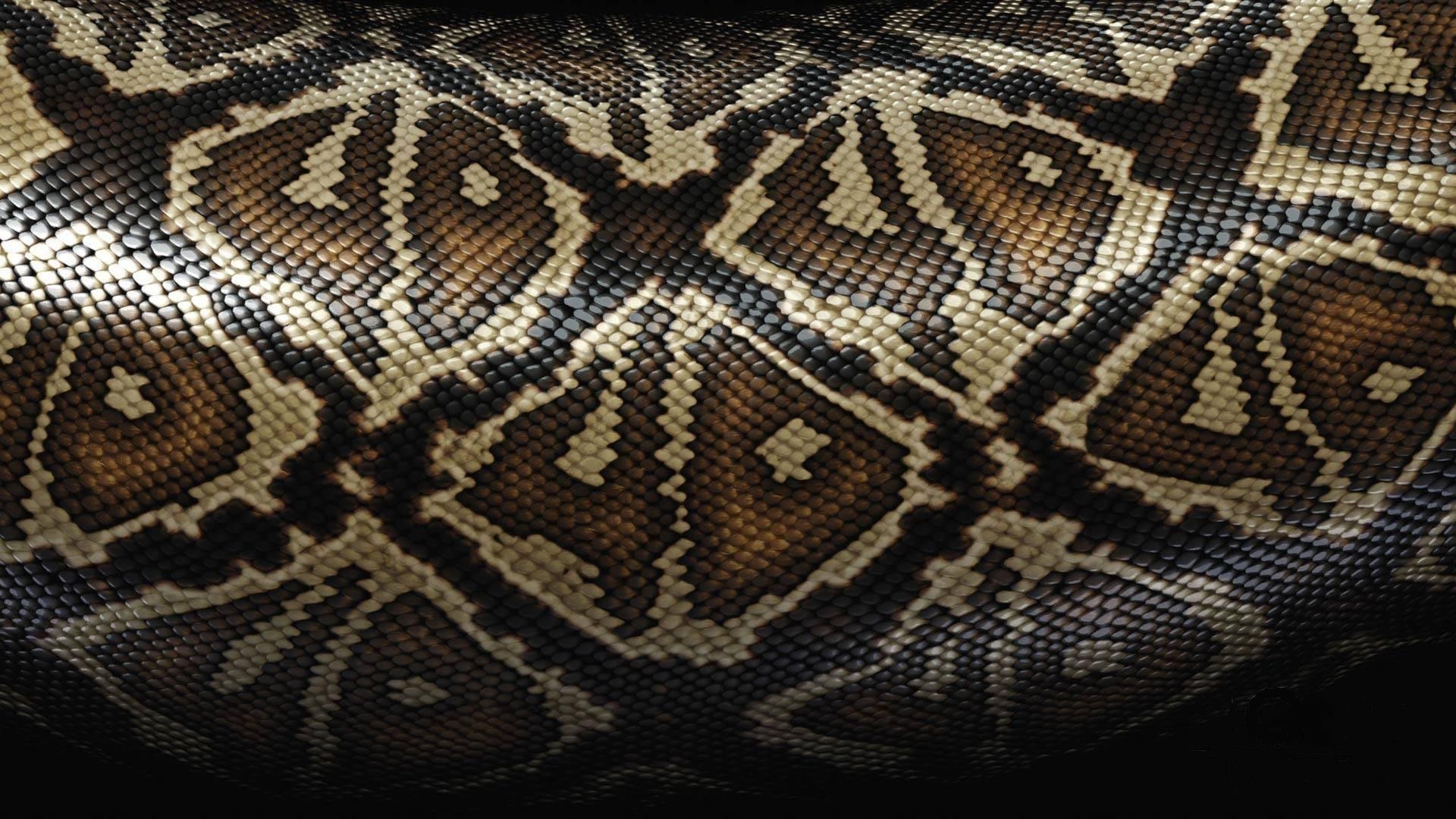 Scales Wallpapers - High Res Snake Skin , HD Wallpaper & Backgrounds
