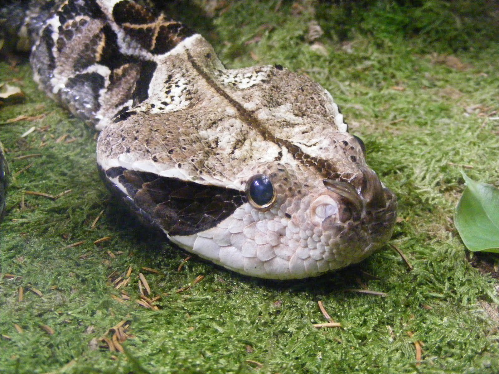 Gaboon Viper Snake Wallpaper - Gaboon Viper Snake , HD Wallpaper & Backgrounds