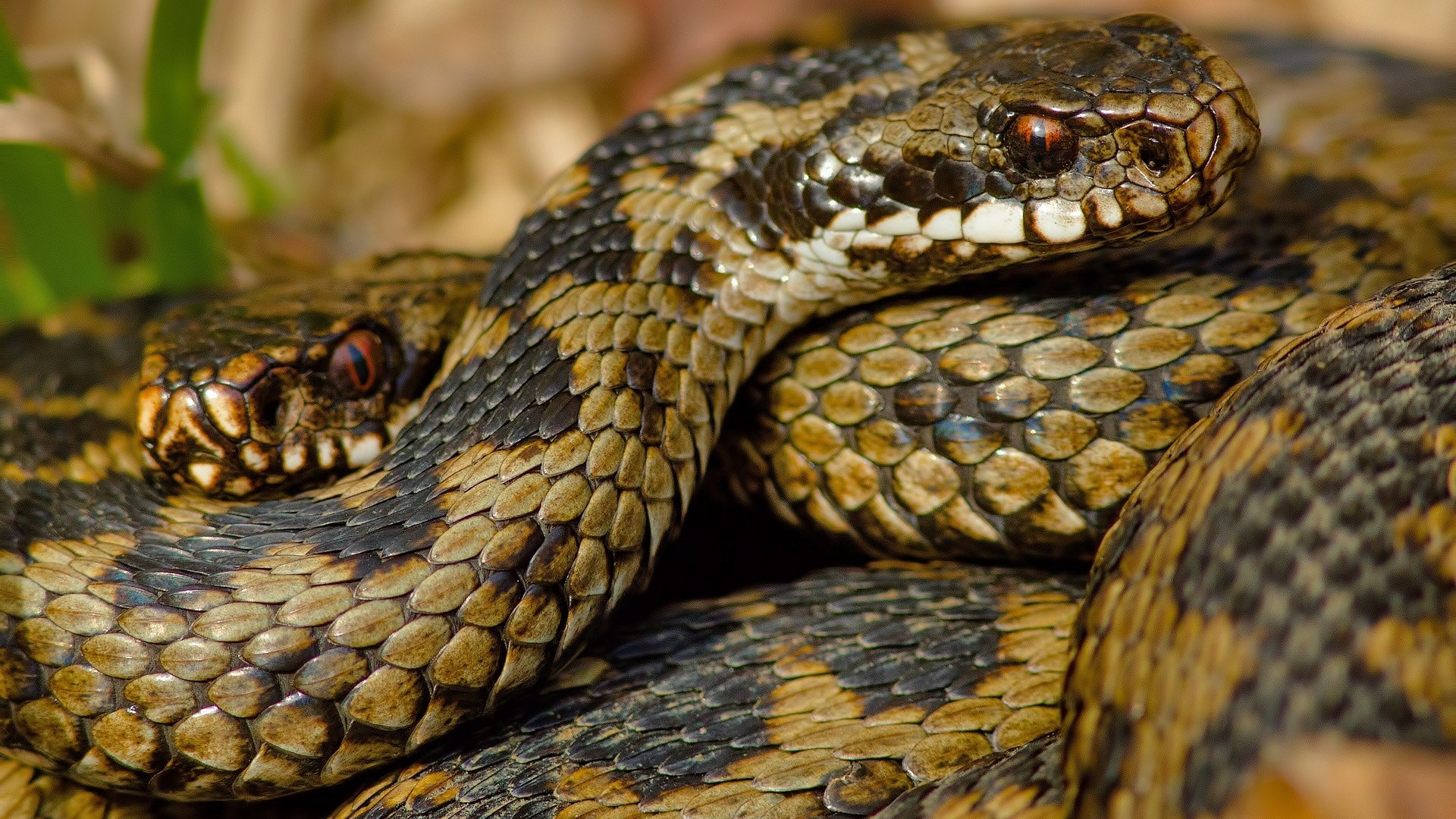 Best Snake Wallpaper Id - Serpiente Full Hd , HD Wallpaper & Backgrounds