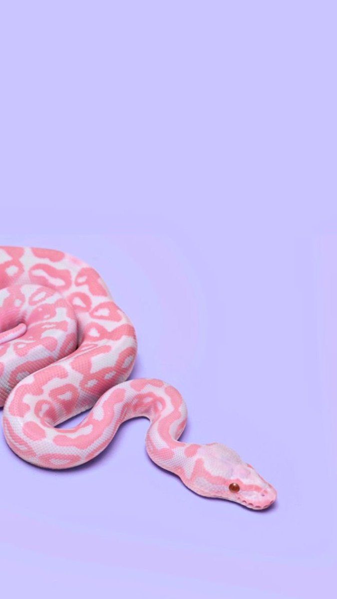 Tons Pastéis - Aesthetic Snake , HD Wallpaper & Backgrounds