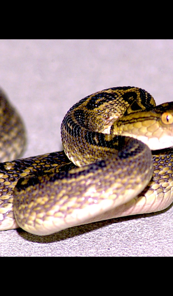 0 - - Snakes In Japan , HD Wallpaper & Backgrounds