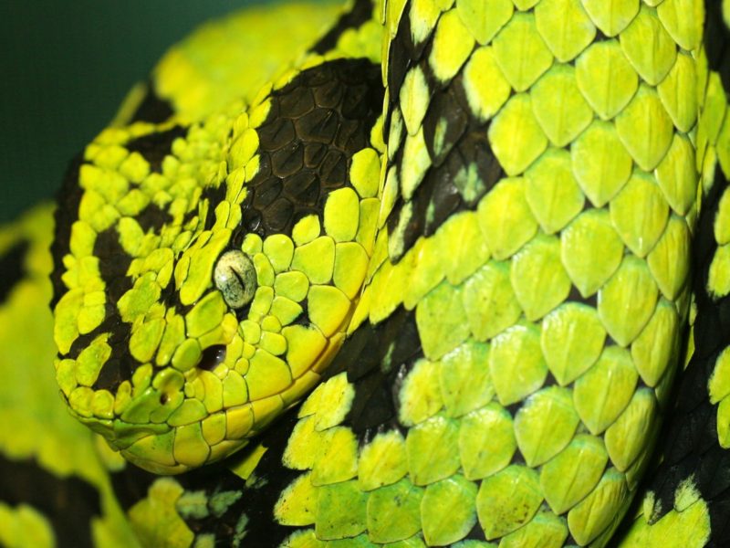 Deadly Snake Wallpaper - Yellow Blotched Palm Pit Viper , HD Wallpaper & Backgrounds