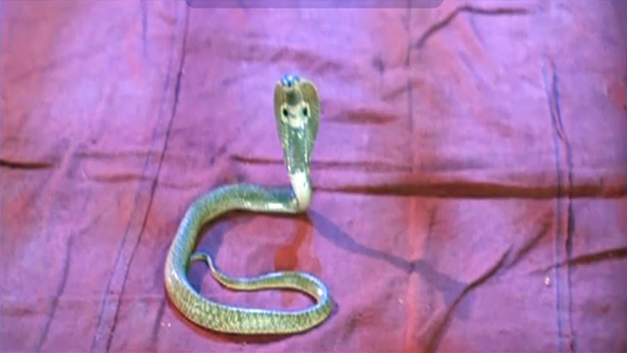 इच्छाधारी नागिन का हुआ बुरा हाल - Nagin Snake , HD Wallpaper & Backgrounds