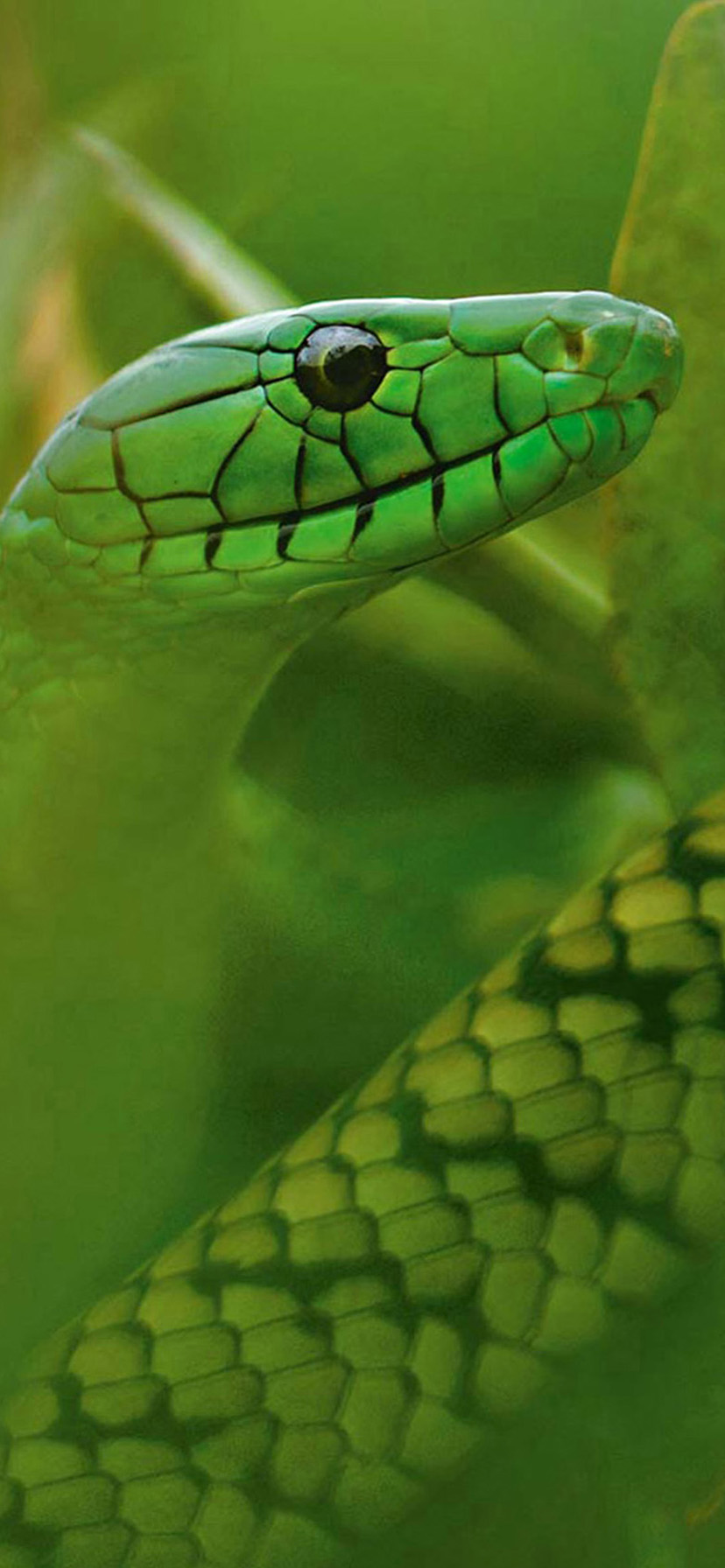 Iphone Xr Wallpaper For Green Snake Wallpaper Hd 828 - Mattias Klum , HD Wallpaper & Backgrounds