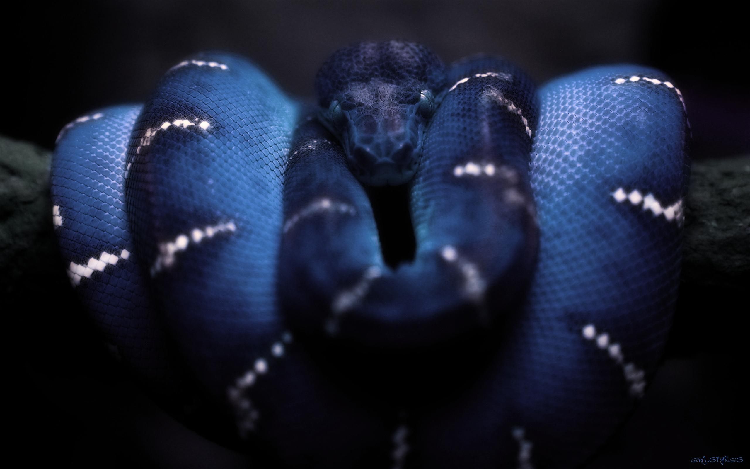 Snake Anaconda 3d Wallpapers Hd - Serpent Bleu Et Jaune , HD Wallpaper & Backgrounds