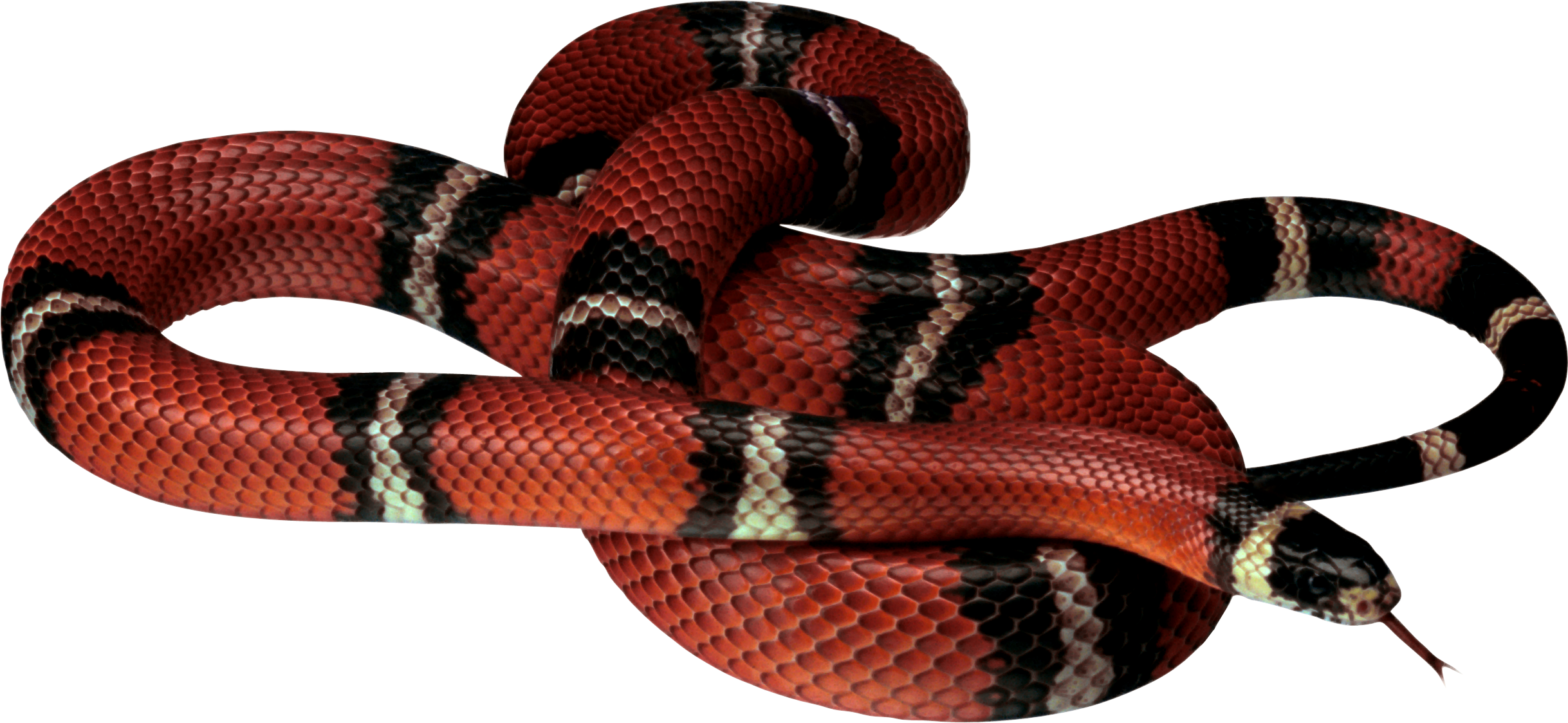 Snake Png Image Picture Download Free , HD Wallpaper & Backgrounds
