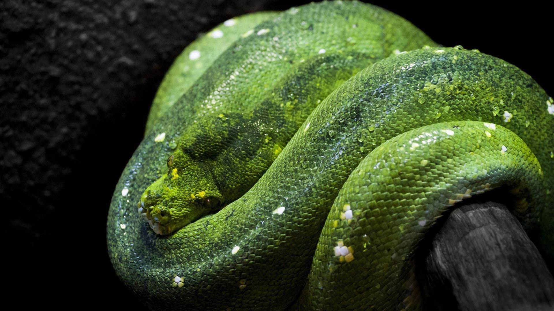 Green Anaconda Hd Wallpaper - Papel De Parede Para Pc Animal , HD Wallpaper & Backgrounds
