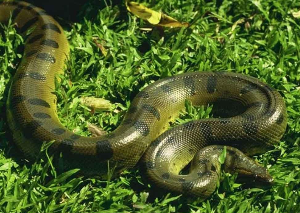 Anaconda Snake In Mysore Zoo , HD Wallpaper & Backgrounds