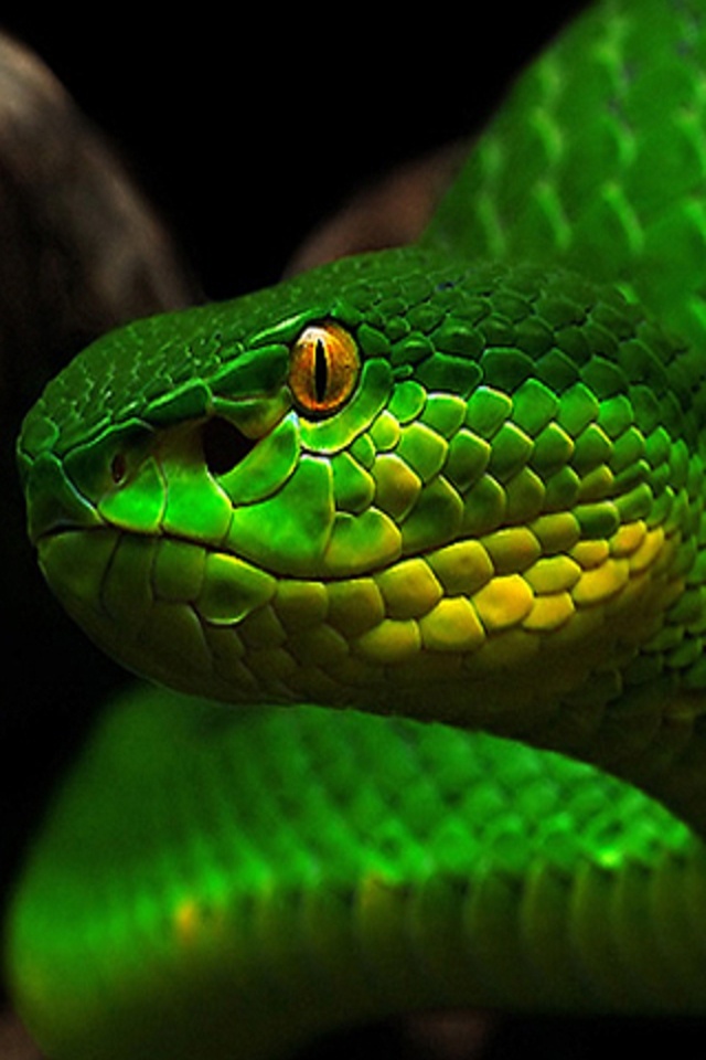 Beautiful Green Snake - Beautiful Snake Wallpaper For Iphone , HD Wallpaper & Backgrounds