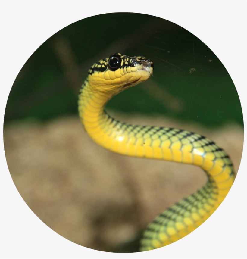 Beautiful Green Wild Snake Wallpaper Download - Hd Iphone Wallpapers Snakes , HD Wallpaper & Backgrounds