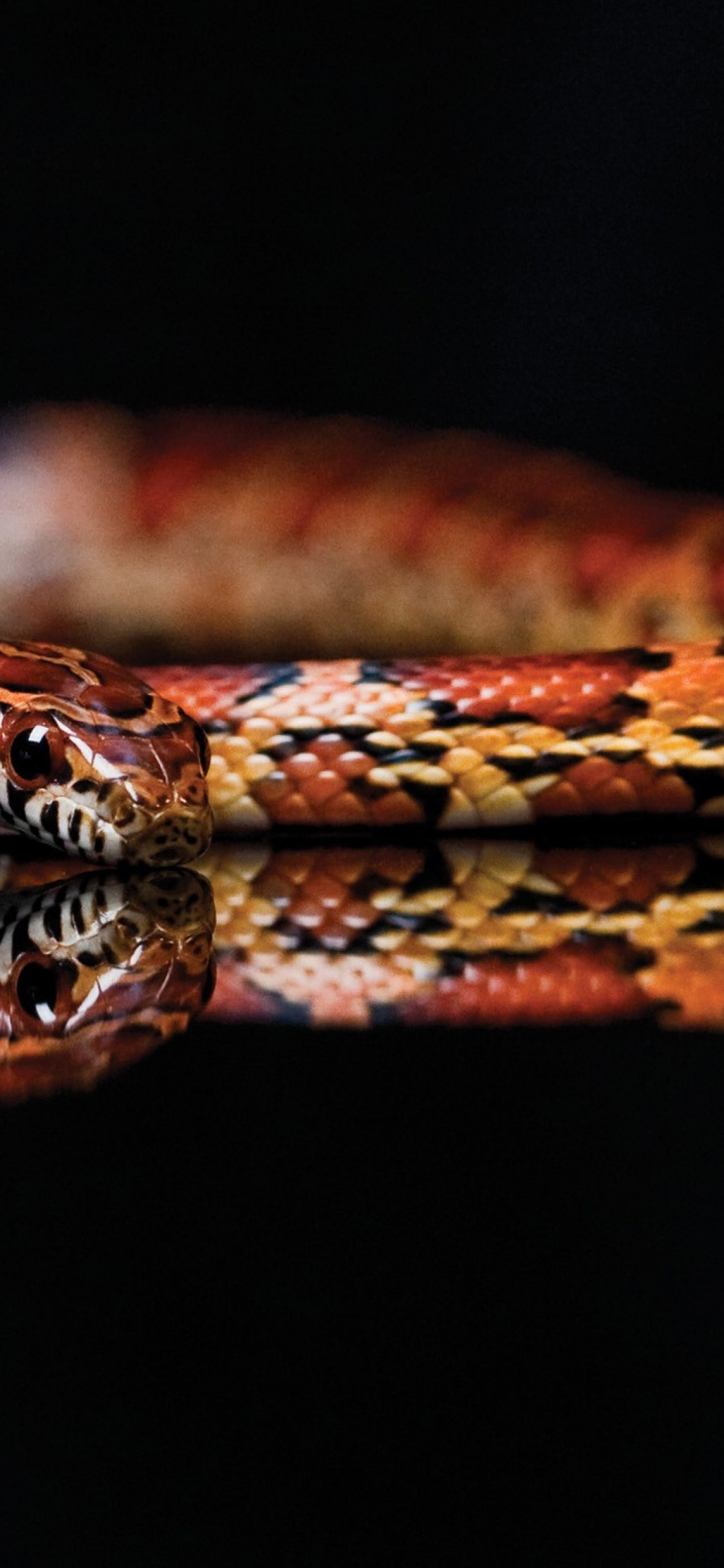 Iphone X Snake Wallpaper - Corn Snake With Black Background , HD Wallpaper & Backgrounds
