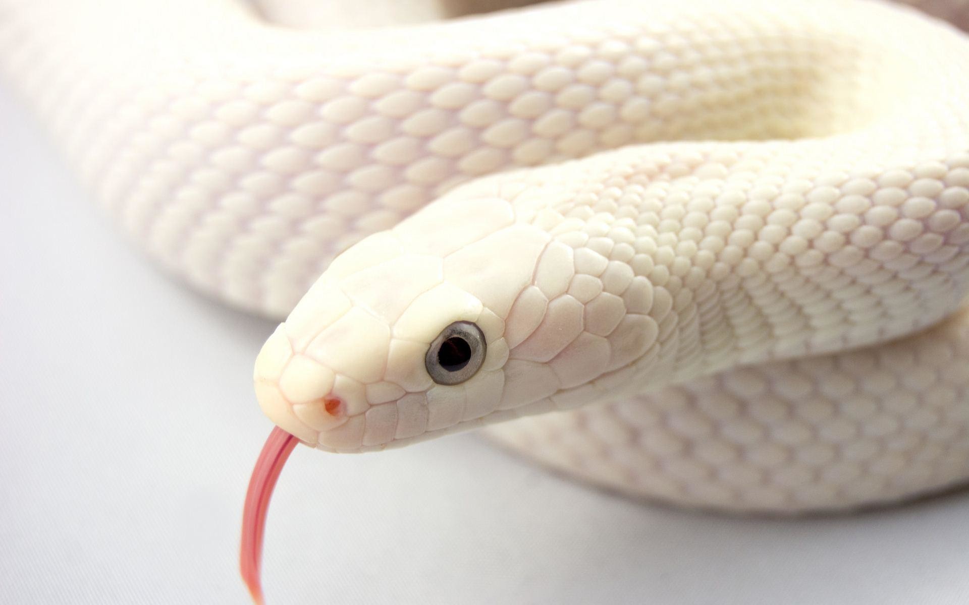 Res - 1920x1200, - White Snake Wallpaper Hd , HD Wallpaper & Backgrounds