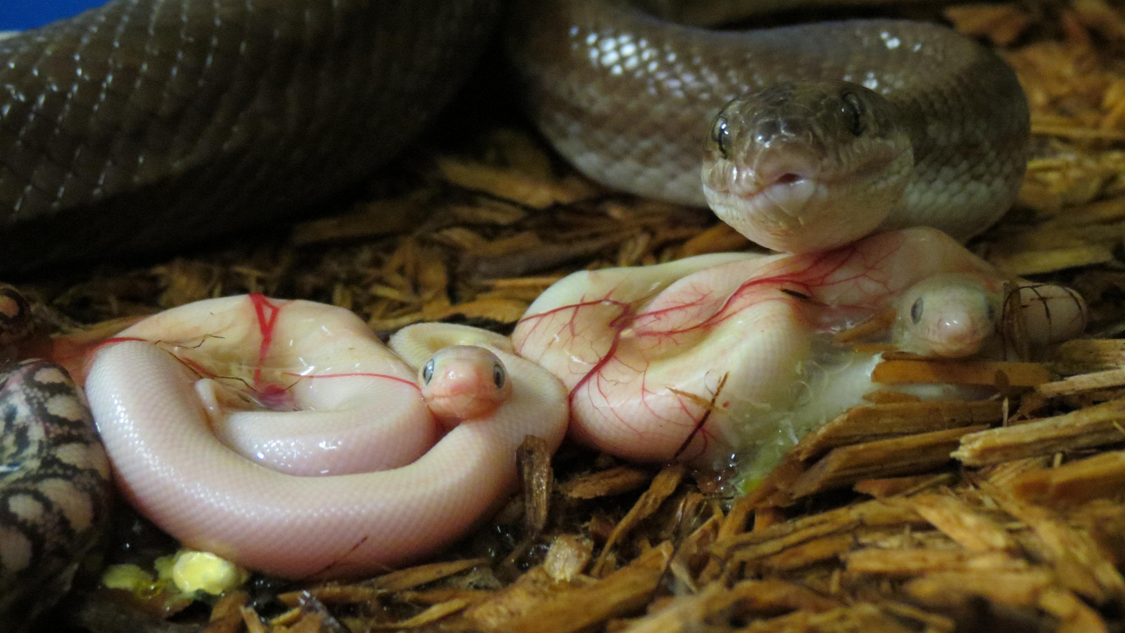 Baby Newborn Anaconda Snake , HD Wallpaper & Backgrounds