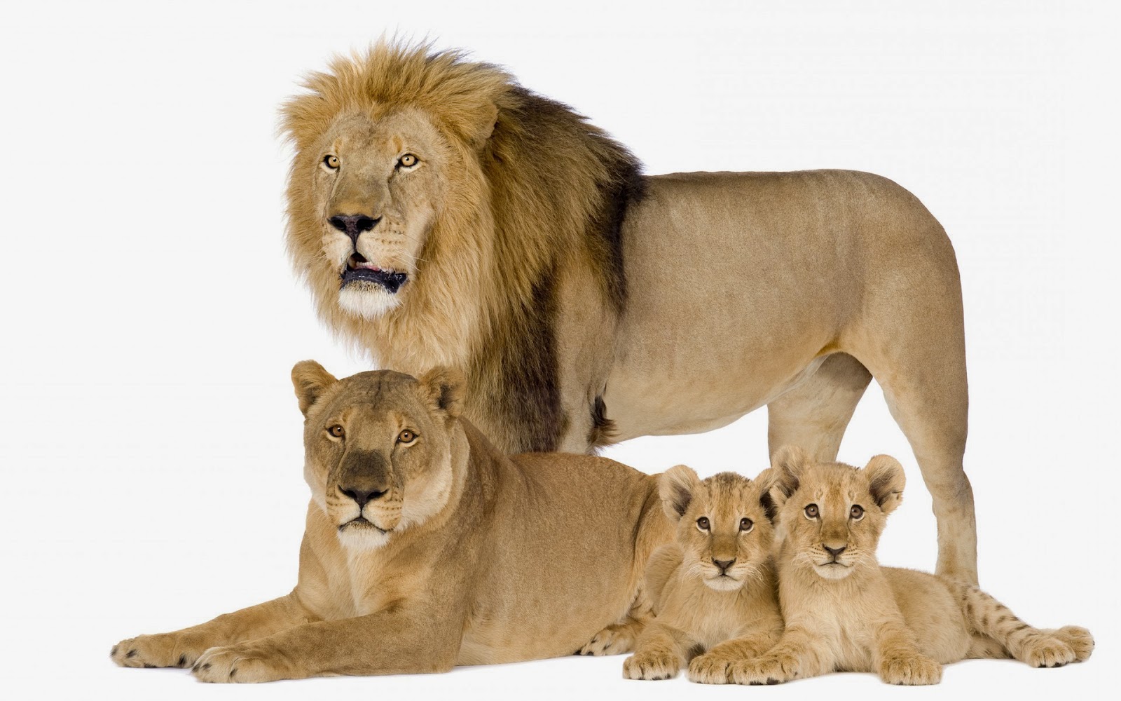 Photo Of A Lion Family - Lion And Their Youngs , HD Wallpaper & Backgrounds