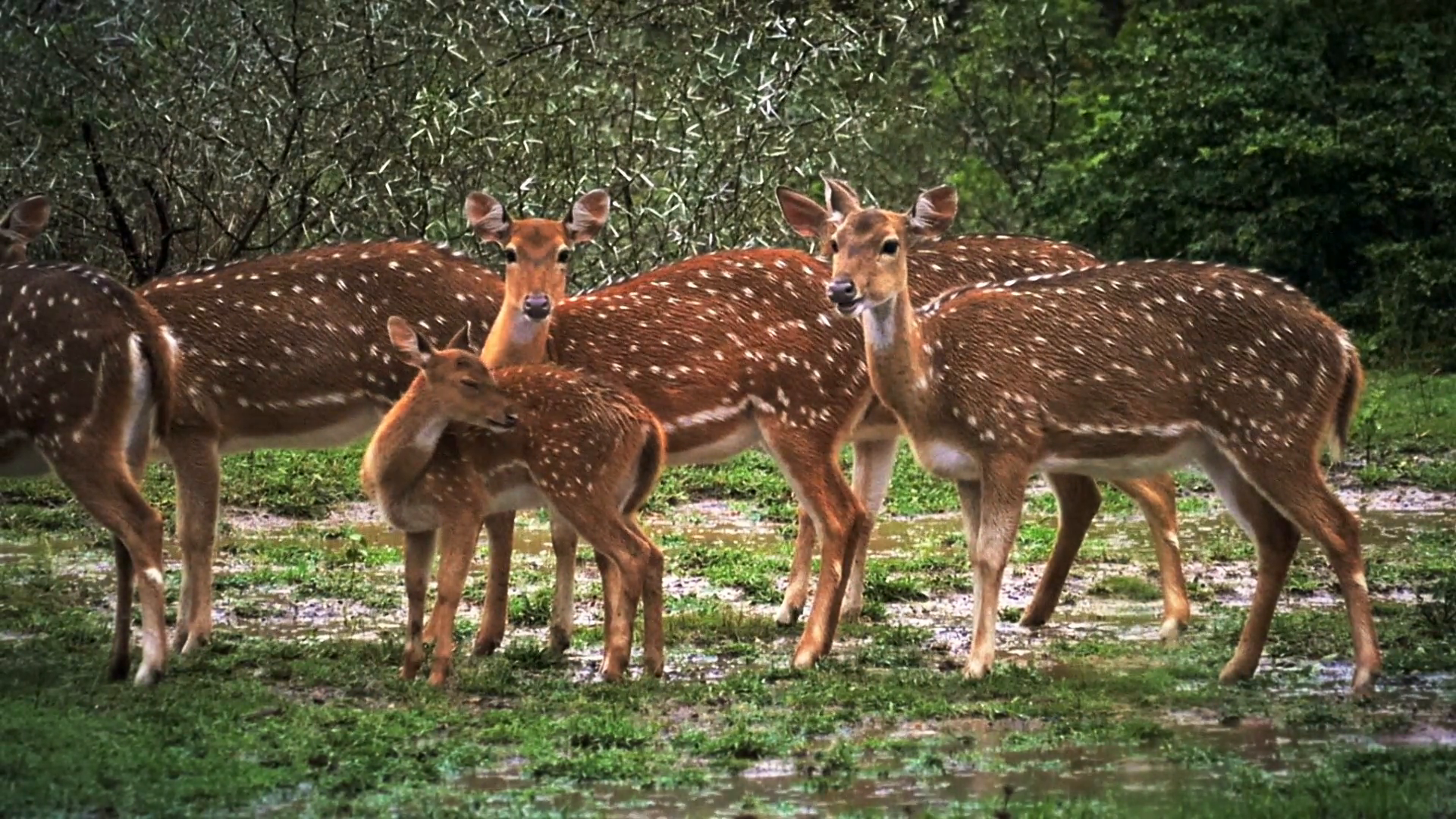 Family Group Of Wild White Spotted Axis Deer Look At - Deer Group , HD Wallpaper & Backgrounds