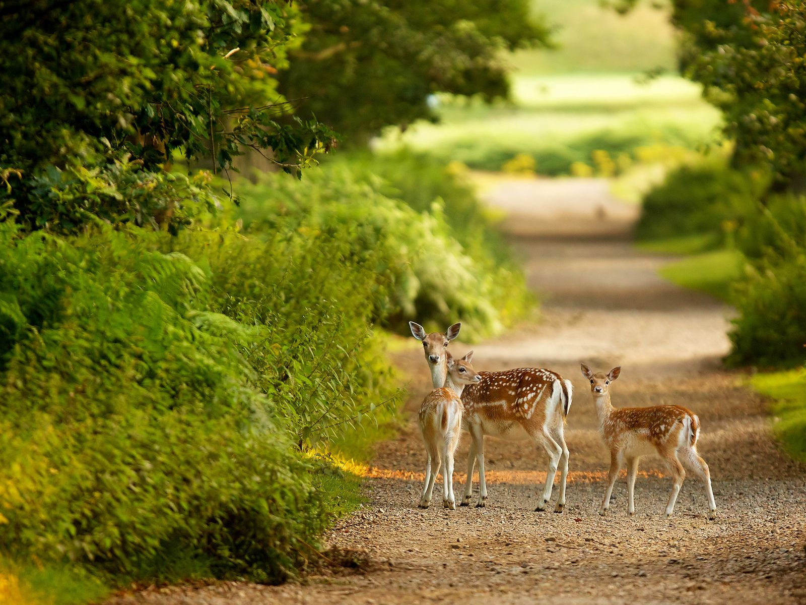 Cute Gazelle Family Looking At Camera Hd Wallpaper - Periyar National Park Kerala , HD Wallpaper & Backgrounds