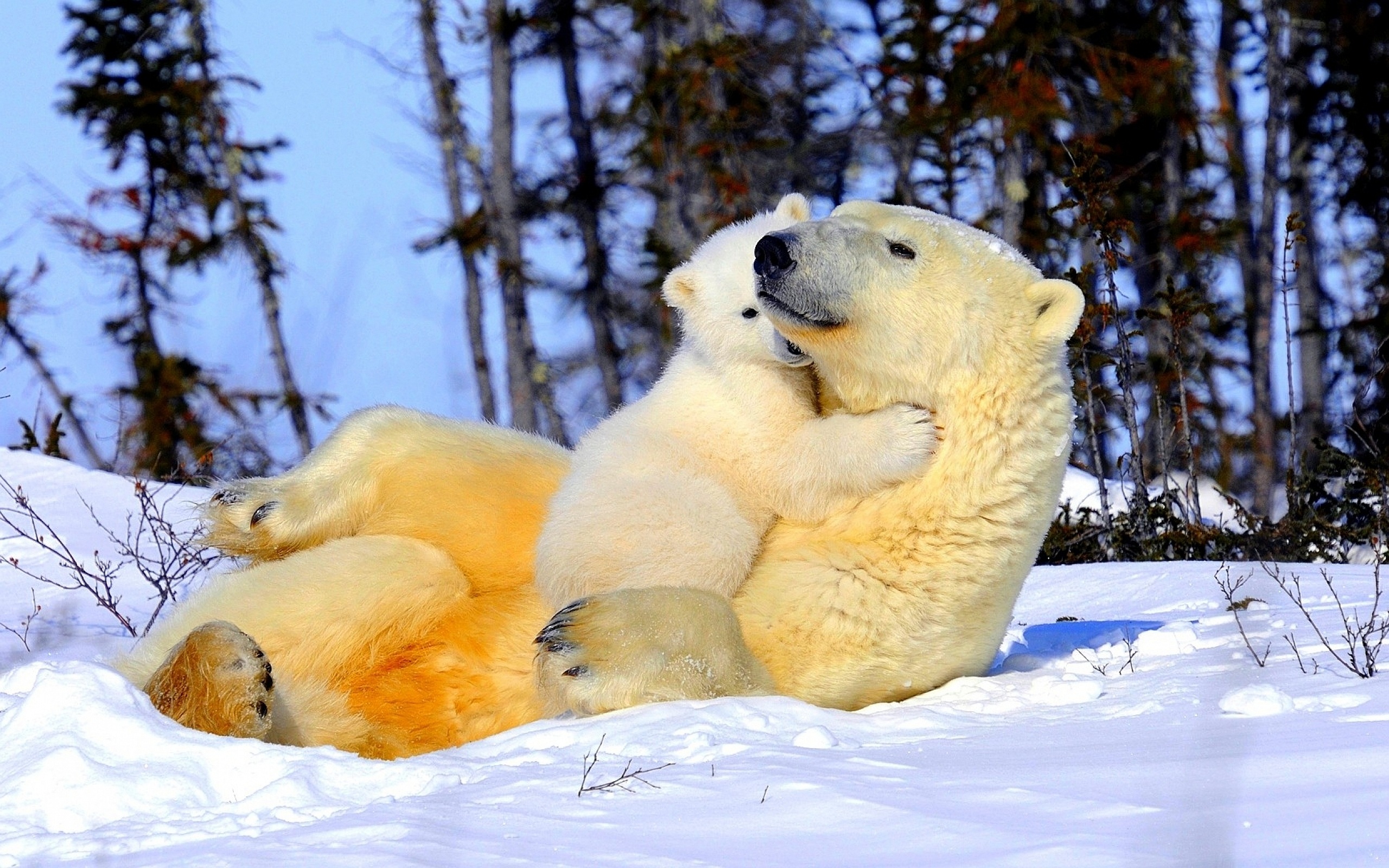 The Polar Bear Family Wallpaper - Polar Bear Cub Hug , HD Wallpaper & Backgrounds
