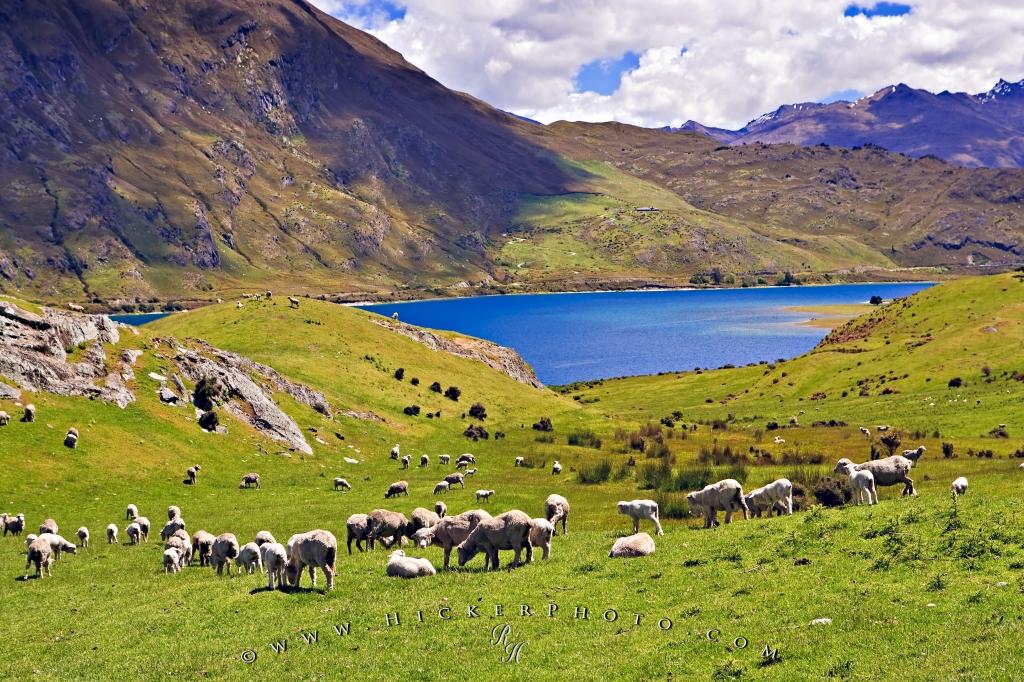 Photo Lake Hawea Sheep New Zealand - Agriculture In Southern Europe , HD Wallpaper & Backgrounds