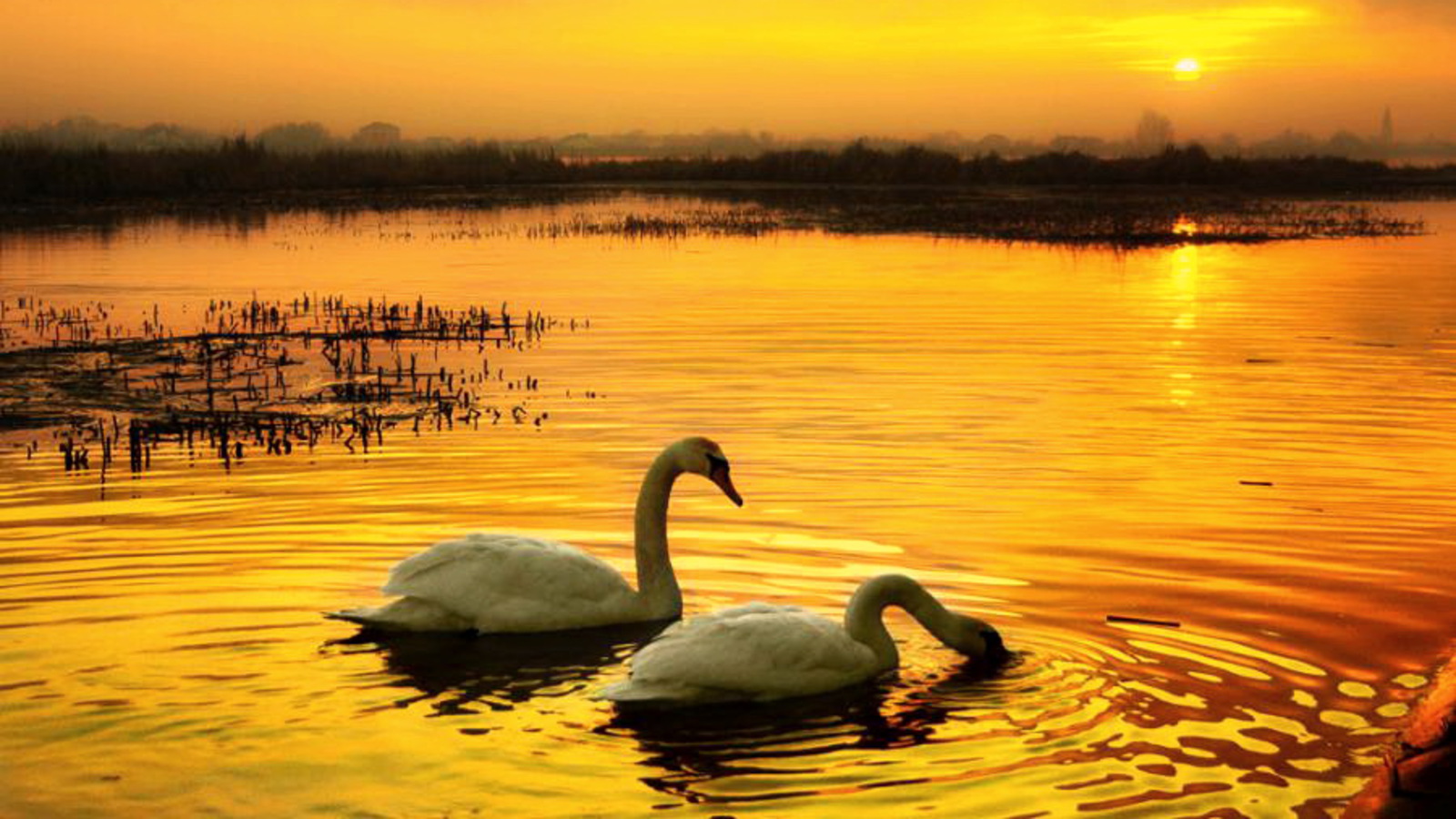 Swan Lake - Swan , HD Wallpaper & Backgrounds